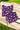 Two-Piece Unisex Cotton Flannel Set
